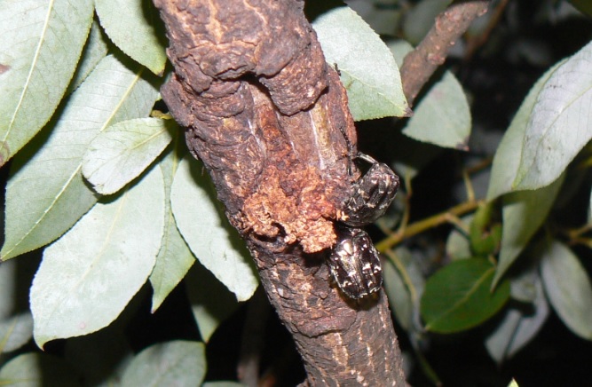 やなぎの枝先 _シラホシハナムグリ_200921_19-05